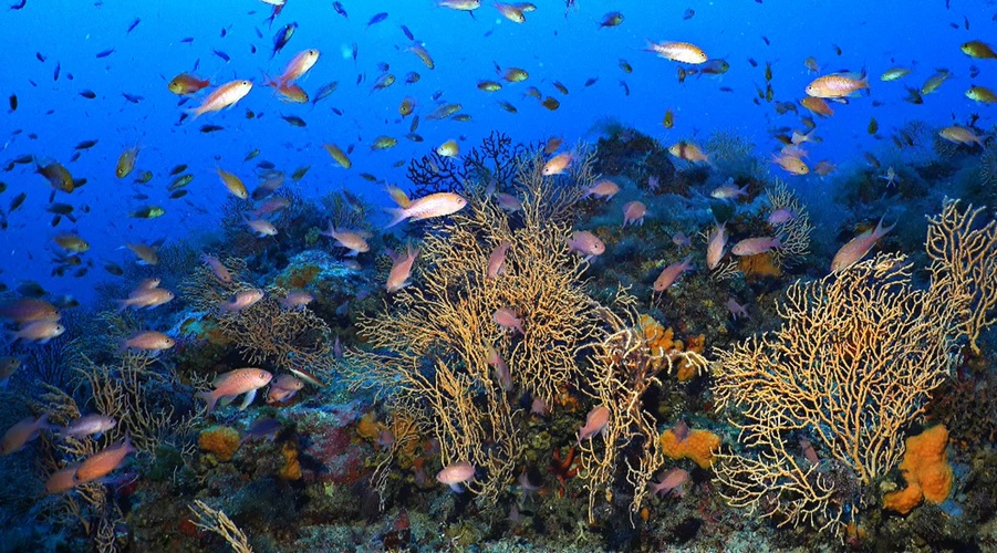 MANIFESTO ANIMAL FOREST ICTA-UAB